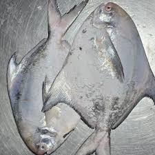 सुपर सरंगा    - Super pomfret