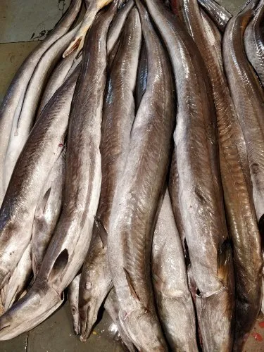 वाम  - Eels