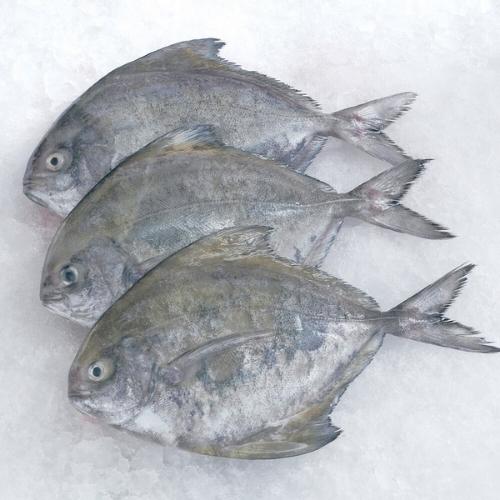 हलवा   -  Black pomfret