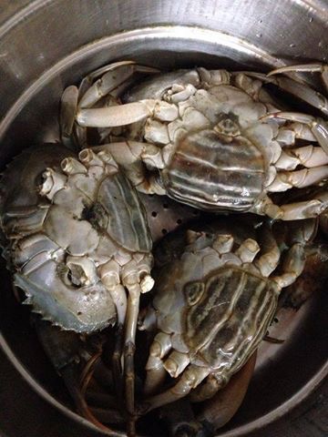 चिंबोरी -  crab ( khadi )