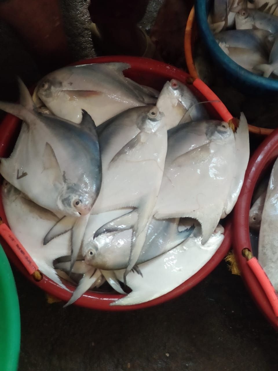 पापलेट नंबर २ -   Pomfret 2