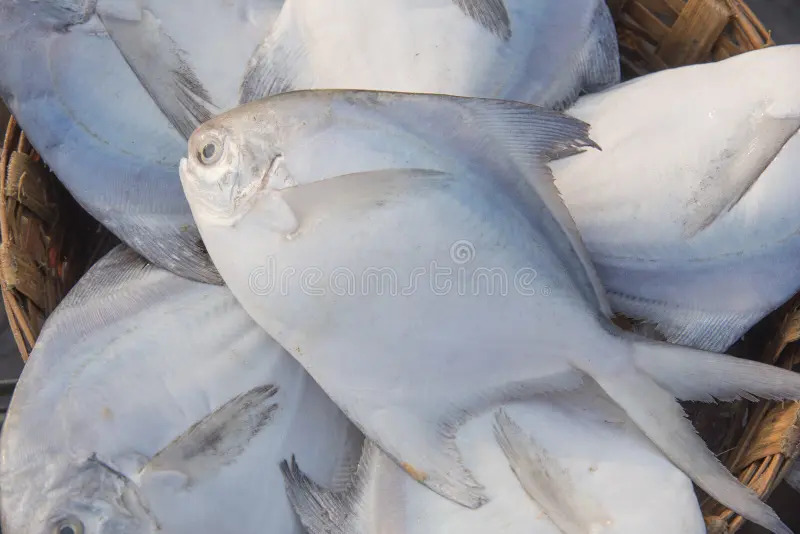 पापलेट   -  Pomfret