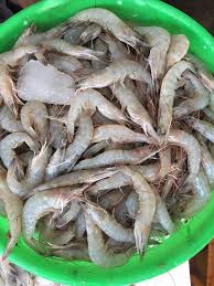 कोळंबी    - prawns
