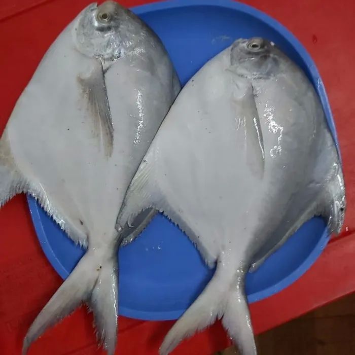 सुपर पापलेट  - Super pomfret