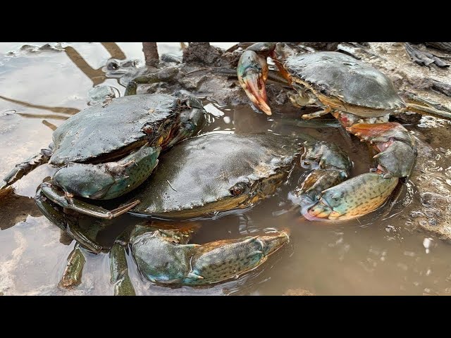 खेकडा  - Crab ( sea)